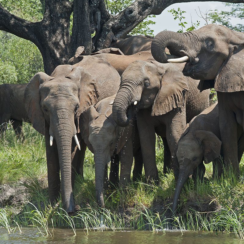 Safaris-Okavango-zambie-chutes-victoria-grid-1