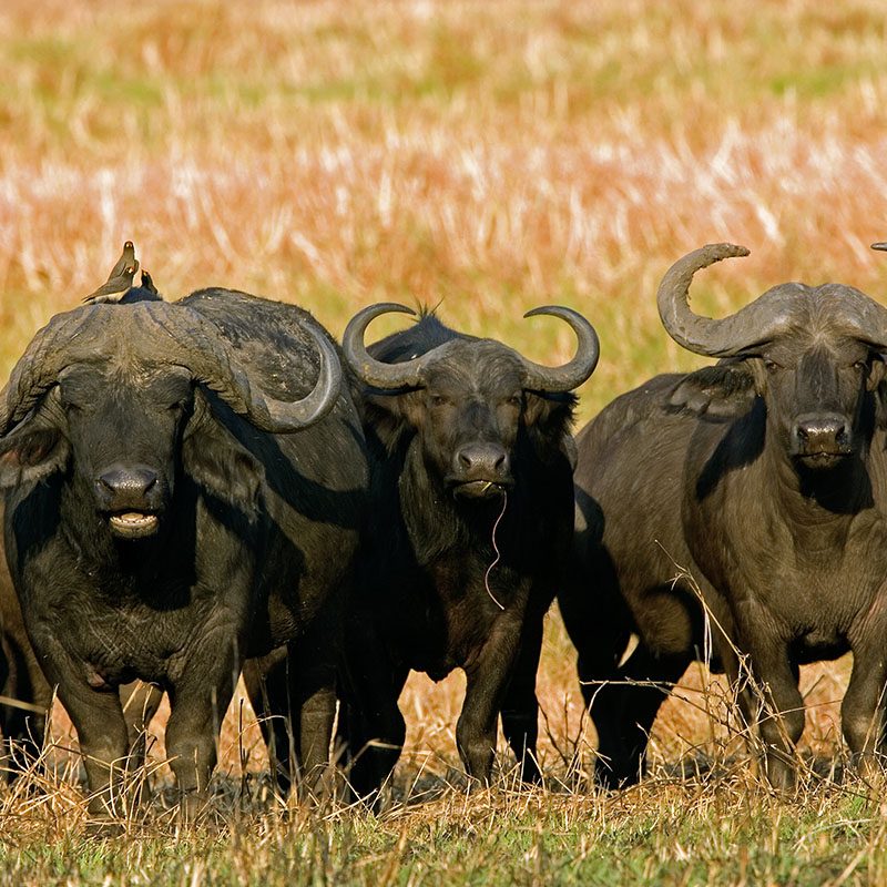 Safaris-Okavango-zambie-parc-kafue-galerie-1