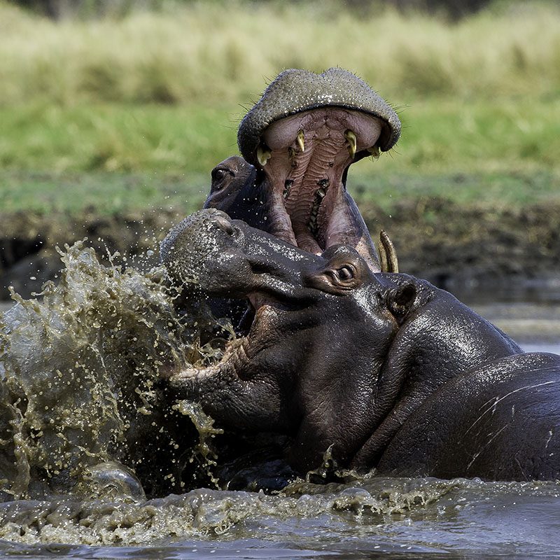 Safaris-Okavango-zambie-parc-kafue-galerie-3