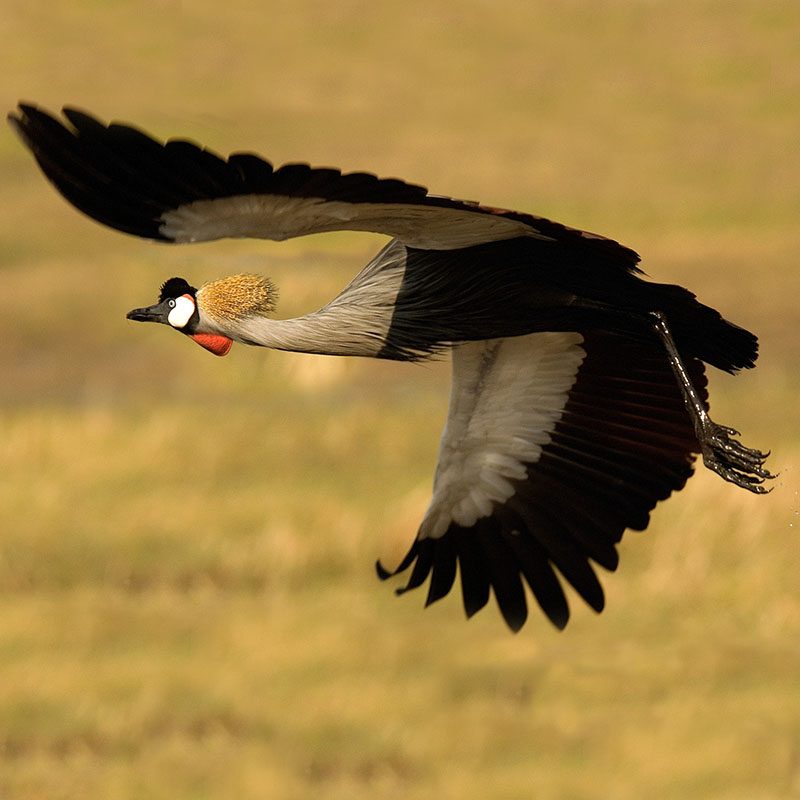 Safaris-Okavango-zambie-parc-kafue-galerie-4