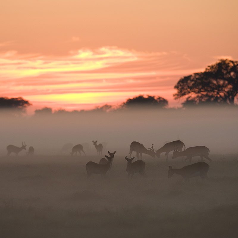 Safaris-Okavango-zambie-parc-kafue-galerie-5
