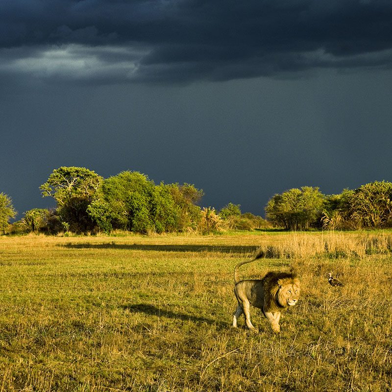 Safaris-Okavango-zambie-parc-kafue-galerie-6