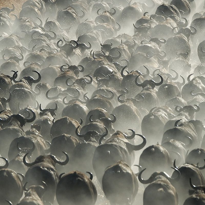 Safaris-Okavango-zambie-parc-kafue-grid-1