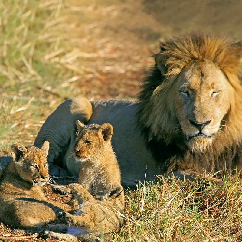 Safaris-Okavango-zambie-parc-kafue