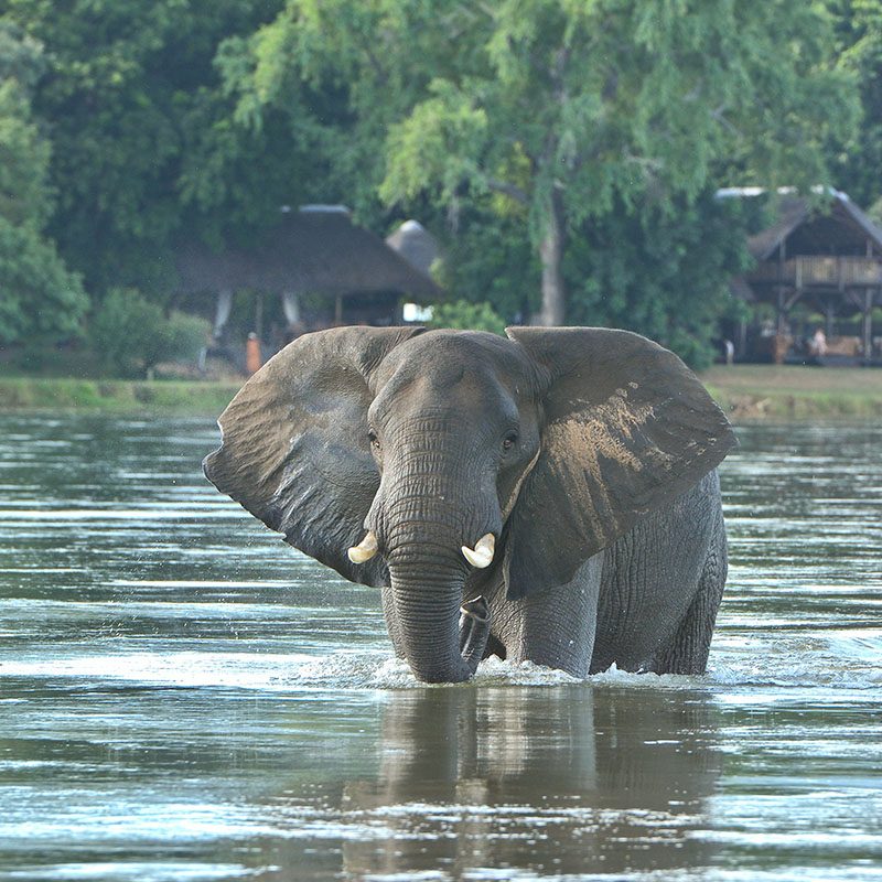 Safaris-Okavango-zambie-parc-lower-zambezi-galerie-2