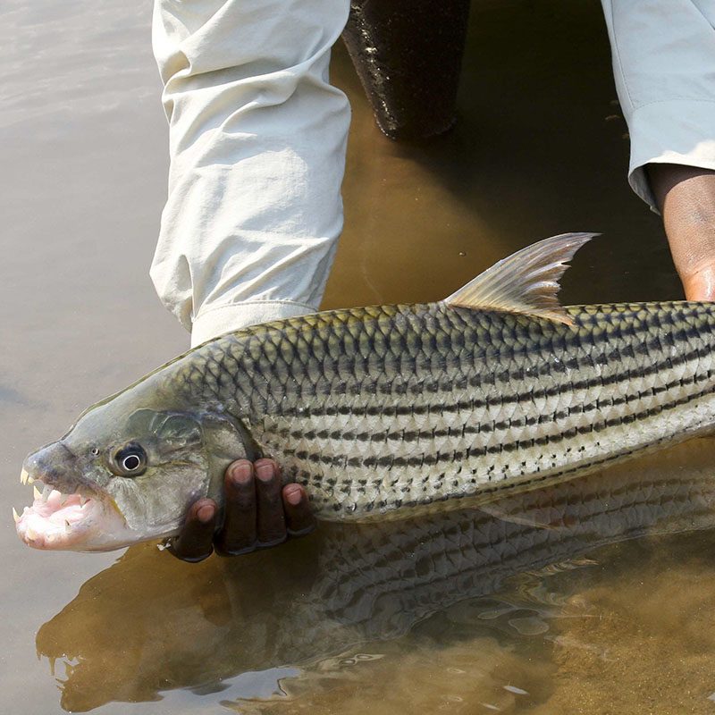 Safaris-Okavango-zambie-parc-lower-zambezi-galerie-3