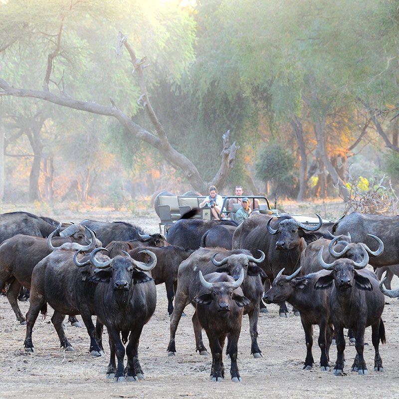Safaris-Okavango-zambie-parc-lower-zambezi-galerie-7