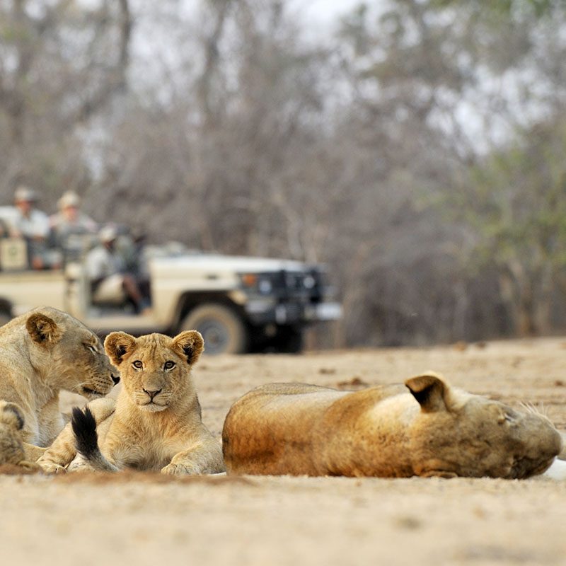 Safaris-Okavango-zambie-parc-lower-zambezi-grid-2