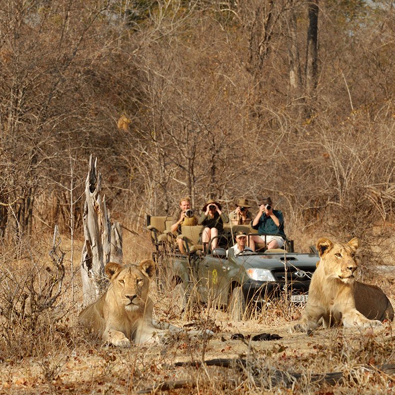 Safaris-Okavango-zambie-parc-south-luangwa-galerie-1