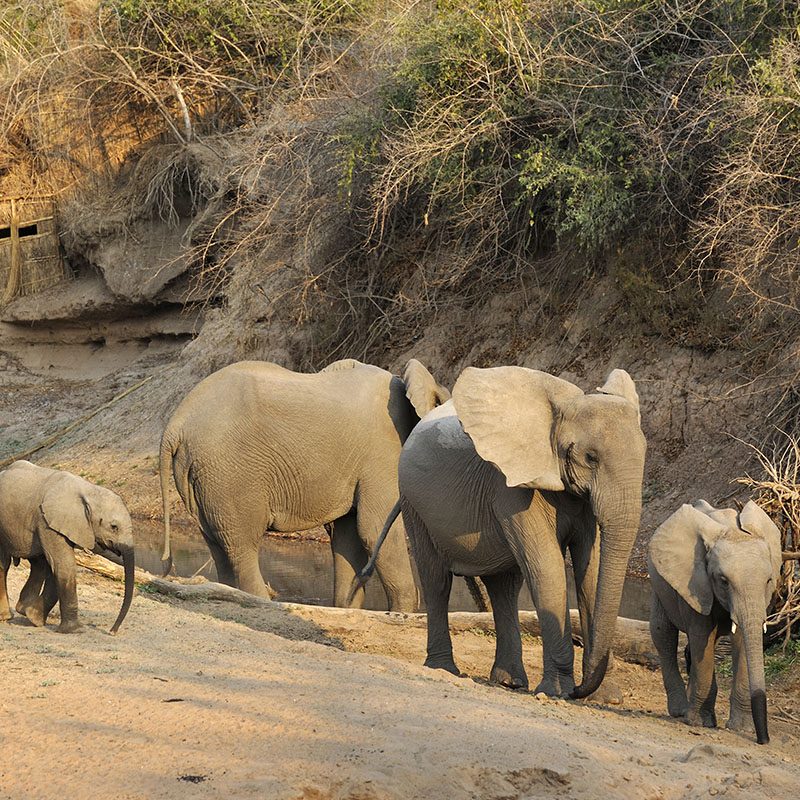 Safaris-Okavango-zambie-parc-south-luangwa-galerie-3
