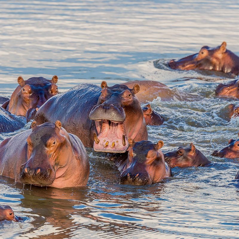 Safaris-Okavango-zambie-parc-south-luangwa-galerie-4