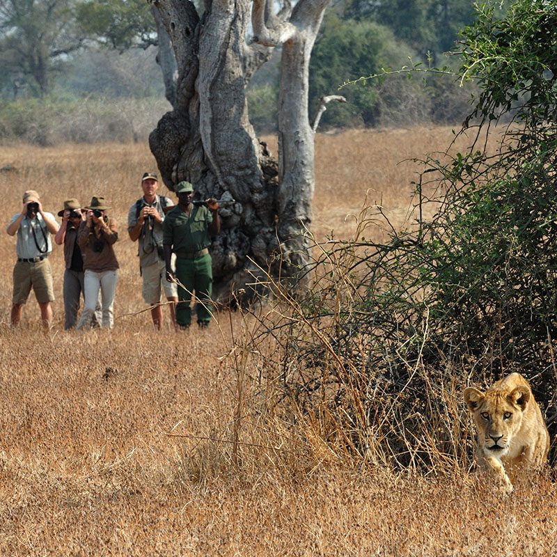 Safaris-Okavango-zambie-parc-south-luangwa-galerie-5