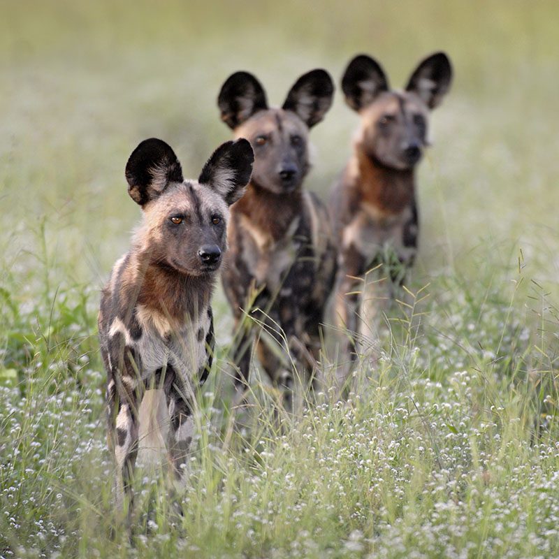 Safaris-Okavango-zambie-parc-south-luangwa-galerie-6