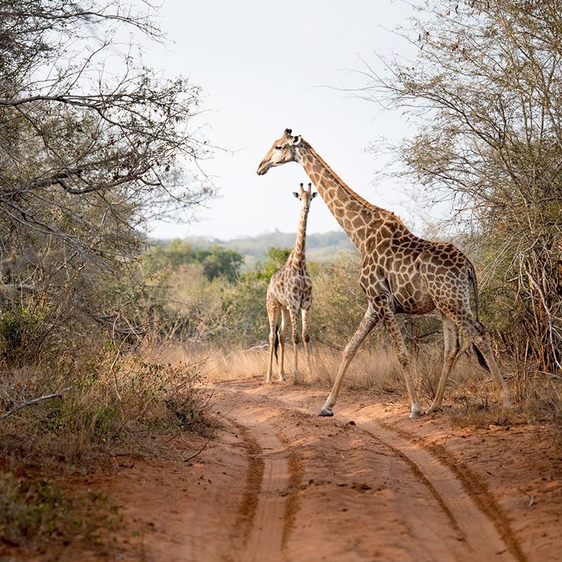 Safaris-Okavango-zimbabwe-malilangwe-galerie-4