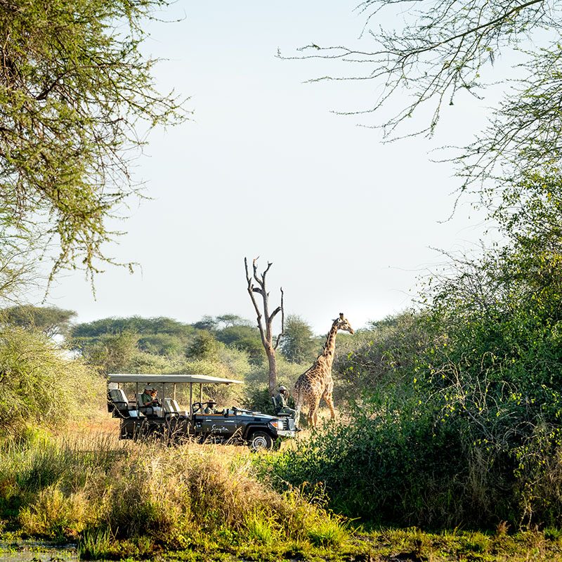 Safaris-Okavango-zimbabwe-malilangwe-grid-1