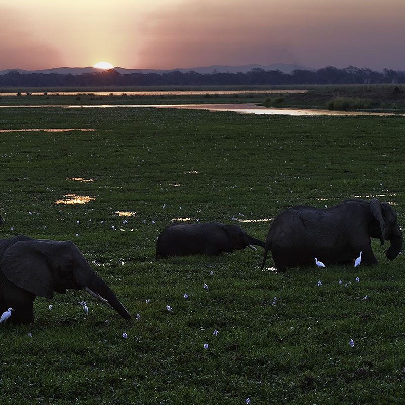Safaris-Okavango-zimbabwe-mana-pools-grid-2