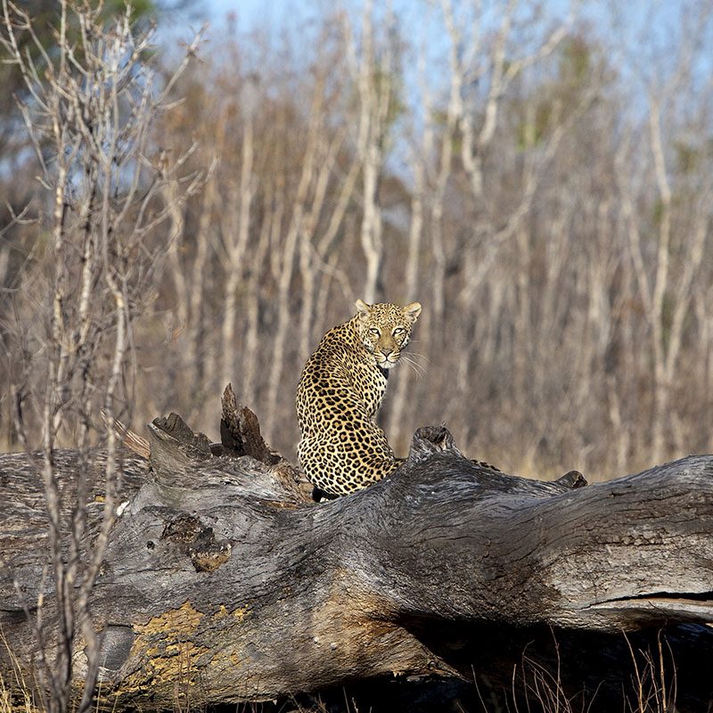 Zimbabwe-Hwange