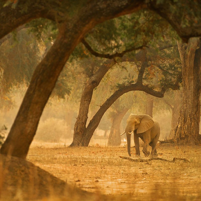 Zimbabwe-Hwange