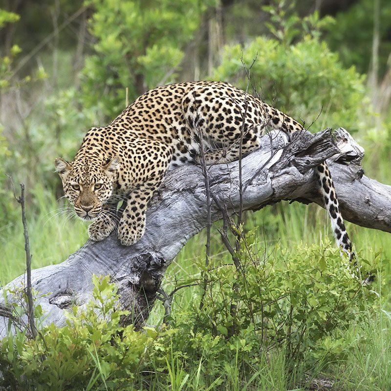 Zimbabwe-Hwange