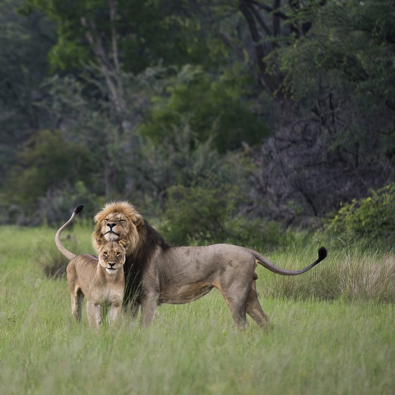 Zimbabwe-Hwange