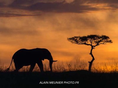 commentchoisirsonsafariquandonestunphotographeanimalier