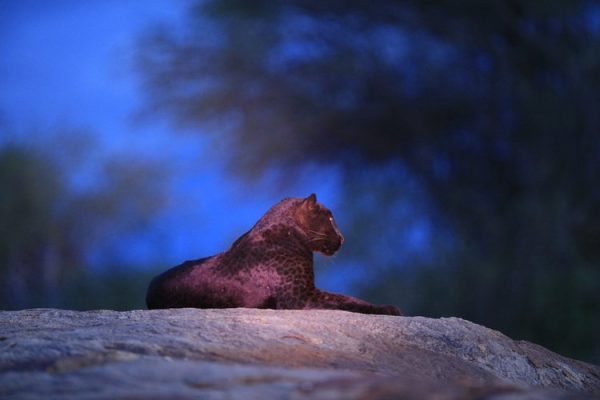 Femelle Giza © Laikipia Wilderness