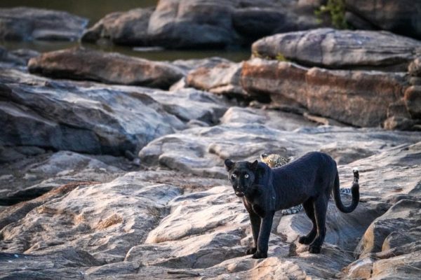 Léopard noir © Beyond