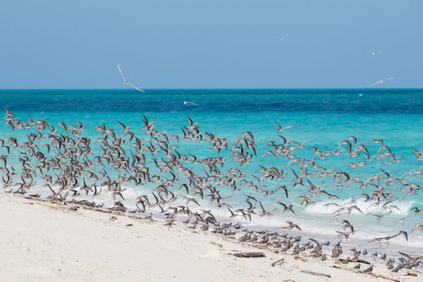 Oiseaux peuplant l'île © Laba Laba