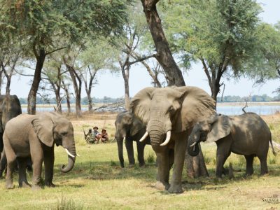 Offre Spéciale : Camps et lodges de Green Safaris (Zambie/Malawi)