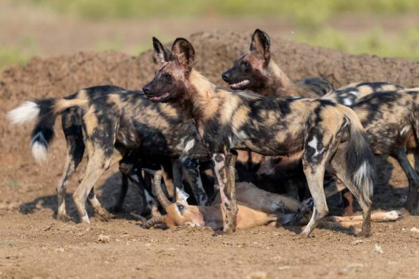 Wild dogs au Lower Zambezi © Green Safaris