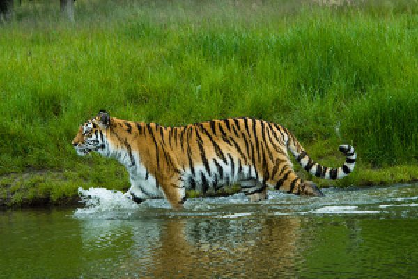 Siberian tiger  (Tiger Panthera tigris altaica) in water