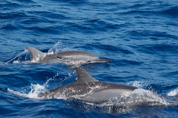 Observation des dauphins © Laba laba
