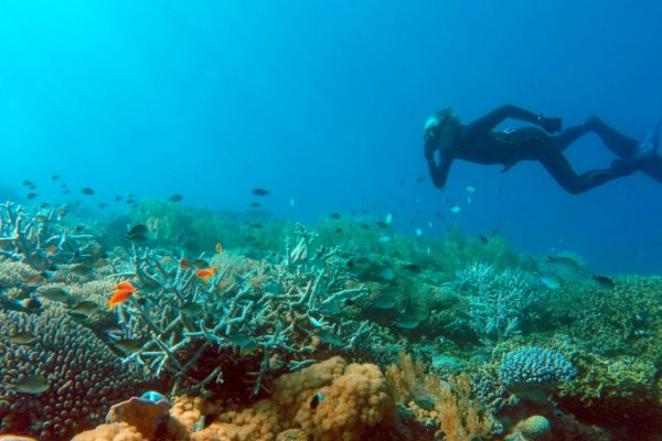 Plongée sous-marine © Laba Laba