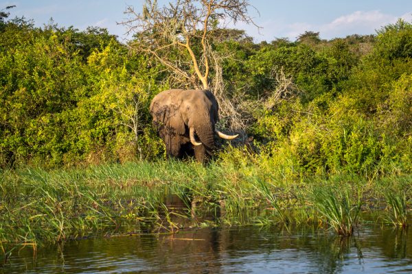 VOYAGE DE NOCES BOTSWANA/CHUTES VICTORIA