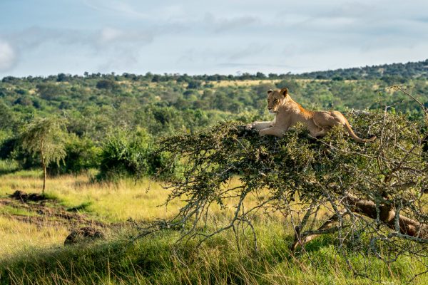VOYAGE DE NOCES BOTSWANA/CHUTES VICTORIA