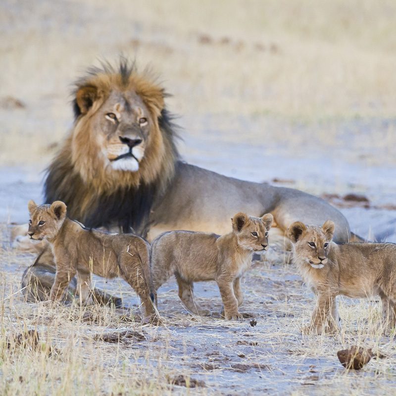 Zimbabwe-Hwange