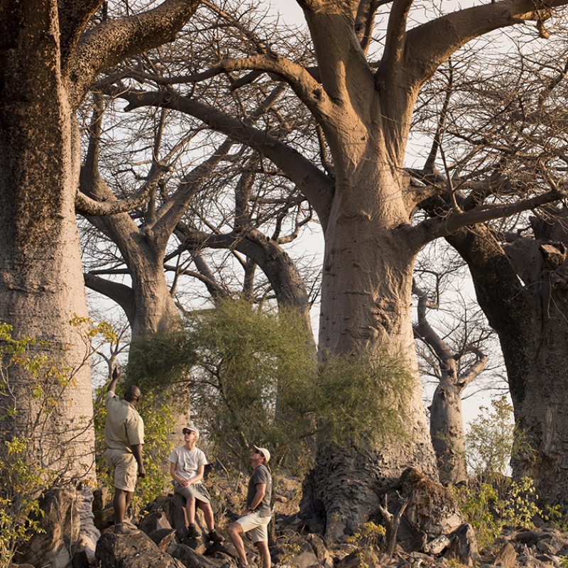 Expeditions_Savute.jpg