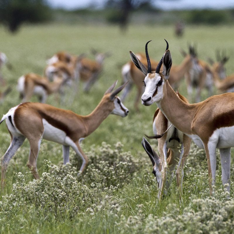kalahari-botswana