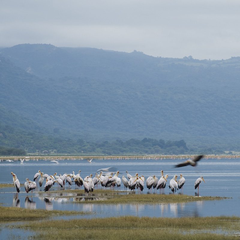 lac-Manyara