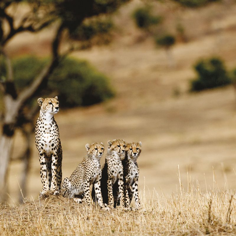 masai_mara