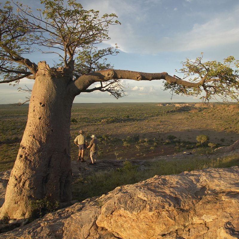 Safaris-Okavango-Botswana-Reserve-de-Mashatu