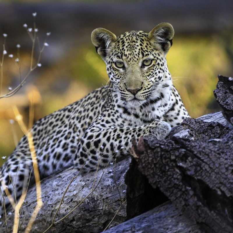 Safaris-Okavango-Botswana-Reserve-de-Moremi
