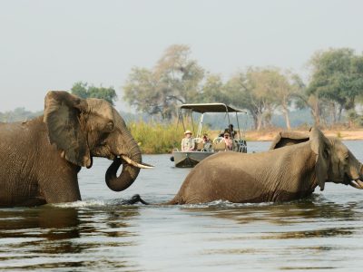 2 éléphants Zambie Malawi
