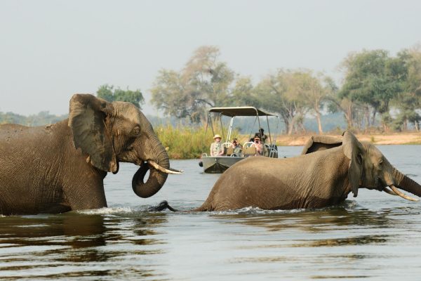 2 éléphants Zambie Malawi