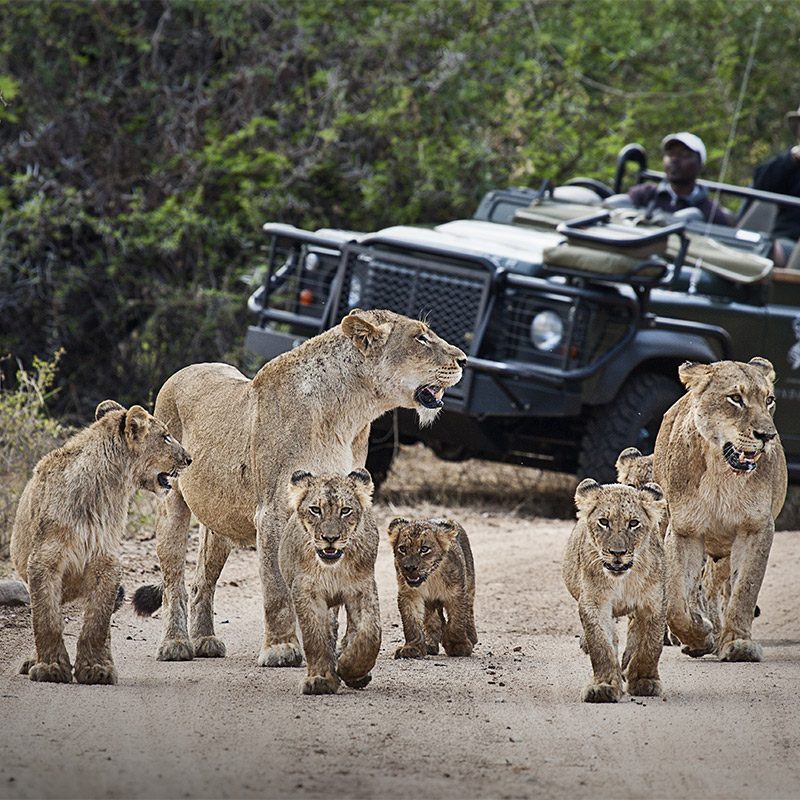Réserve privée de Sabi Sand
