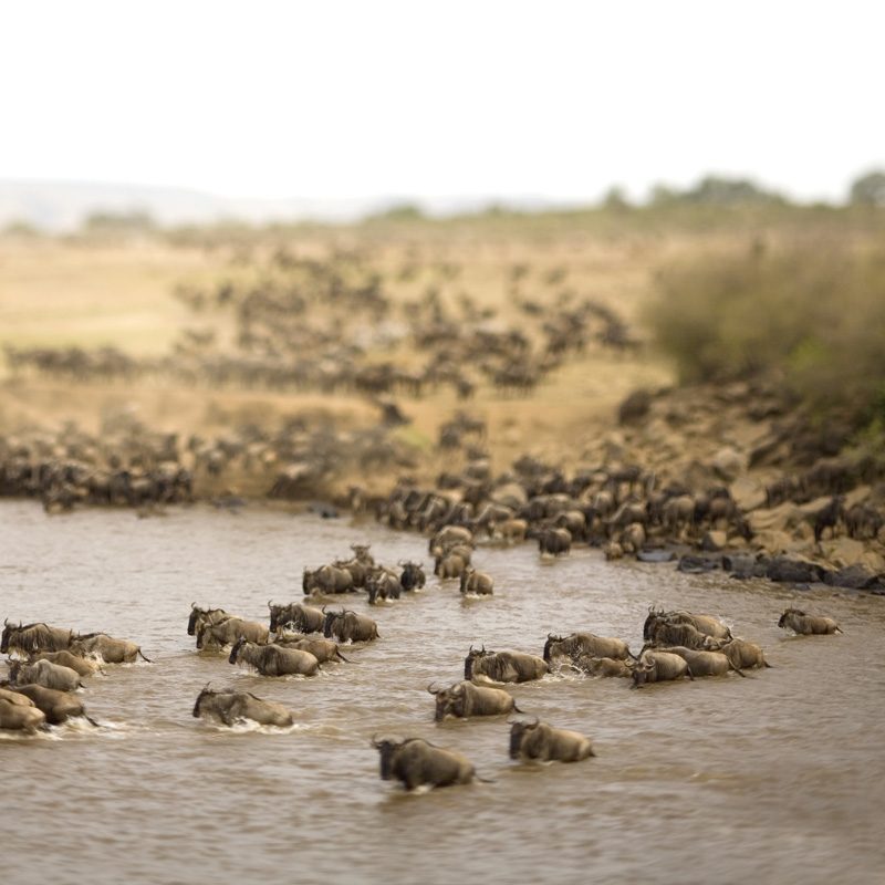serengeti
