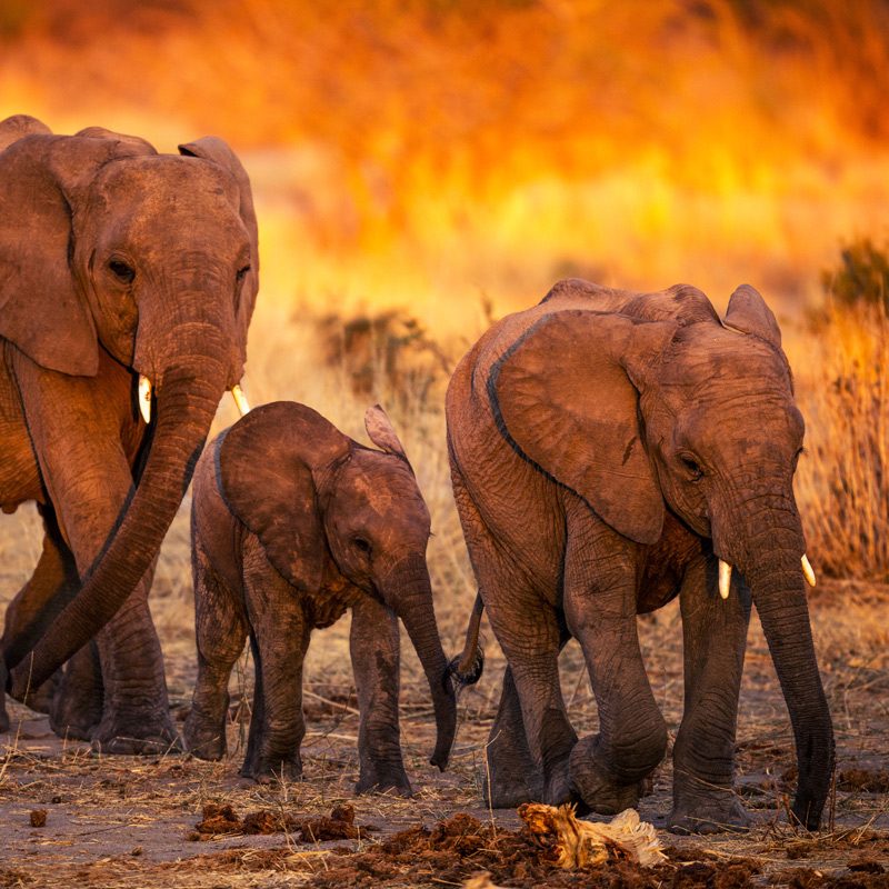 tanzanie-ruaha