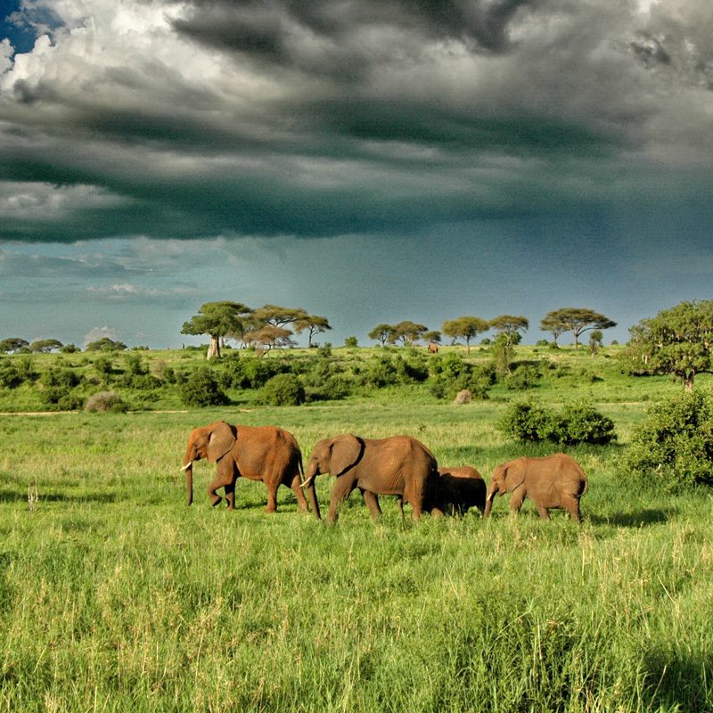 tarangire